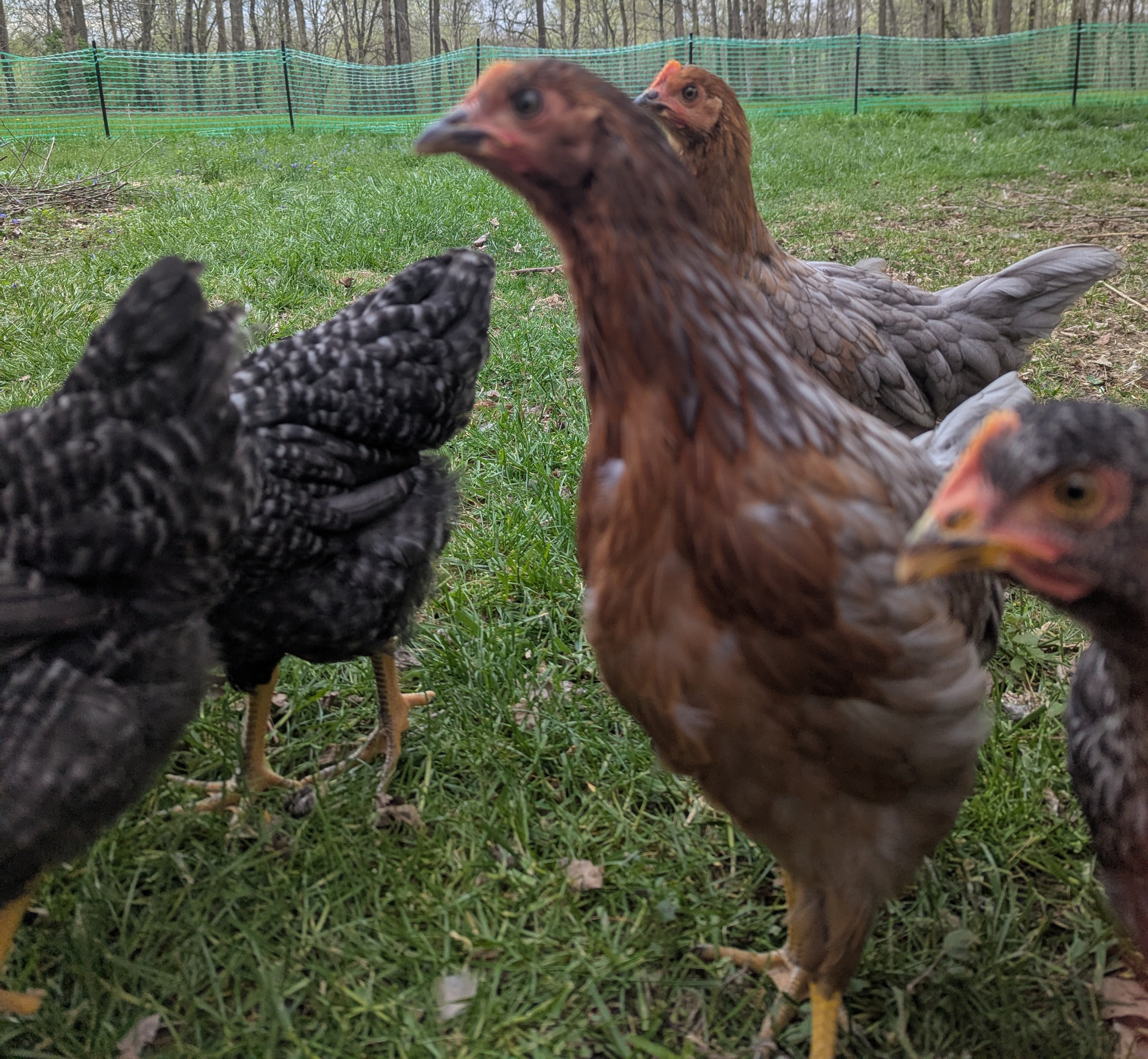Our free-range chickens